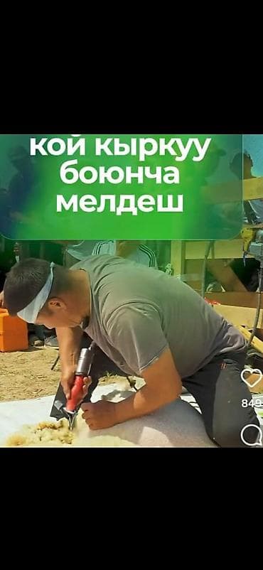 ветврач: Профессиональная стрижка овец - Услуга скоростной и аккуратной — 1