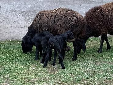 дворняжка собака: Продаю | Овца (самка), Ягненок | Гиссарская, Арашан | Для разведения | Котные, Матка, Ягнившаяся — 3