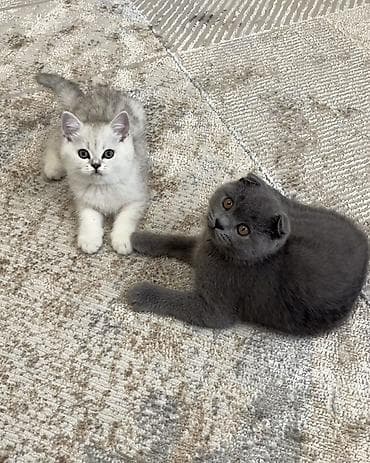 продать животных: Домашние, ручные котята 🐱🤍 На фото два малыша: 🐾 Мальчик — вислоухий — 1