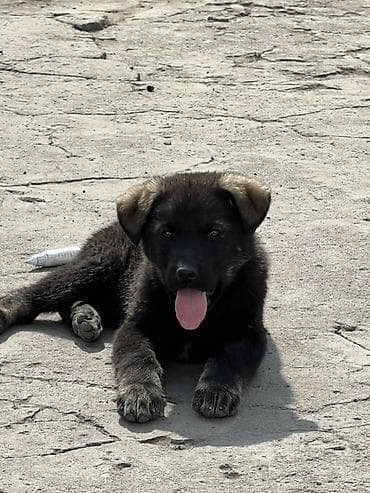 Отдам даром собаку: Щенок, крупный метис служебных пород. Окрас: черный с подпалом, охрана — 1