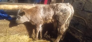 жеа беде: Бычок — 1