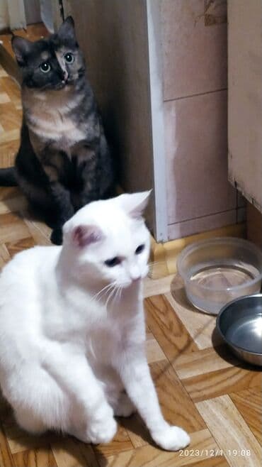 куда можно отдать собаку в бишкеке: Красивые девочки . цветная и белая молодые кошки им скоро год.очень — 7