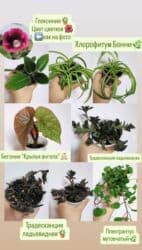 продажа комнатных цветов: РАСПРОДАЖА 🔥🔥🔥🔥 Продаю комнатные растения, цветы . Цены Разные❗🪴 — 4