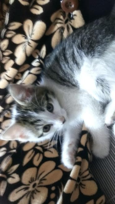 мангал купить бишкек: Отдам котёнка в хорошие руки. мальчик 2 месяца, к лотку приучин. Даром — 7