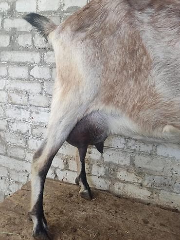 купить рыбу клоуна: Продаю | Коза (самка) | Нубийская | Для молока | Племенные — 3