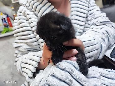 малинкие кошки: Кошка даром: Беспородная, 2 месяца, Мальчик, Приучена к лотку — 3