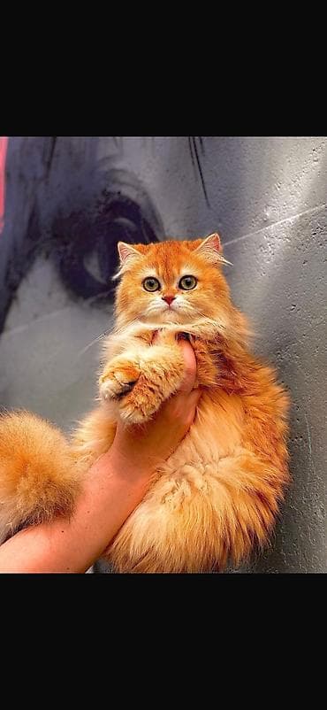 веслаухие кошки: ✨ британские котята золотистой шиншиллы в поисках дома! ✨ наши малыши — 2