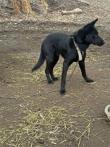 Аквариумдар: Собака, крупного среднего размера, гладкошёрстная, чёрного окраса — 2