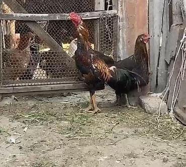 сирийский хомяк купить: Продаю | Петух | Бойцовая | Для разведения — 2