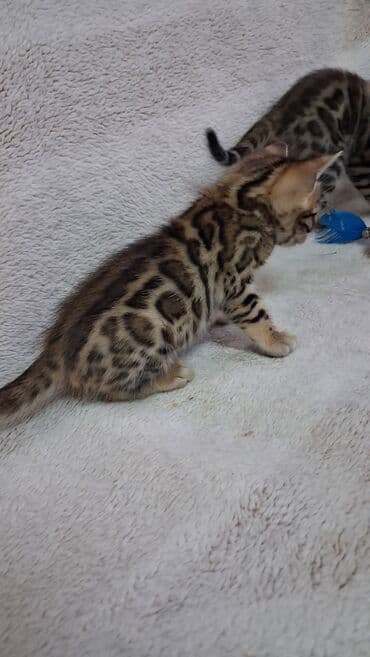 корм для кошек и котят: Бенгальская, 1 месяц, Девочка, Приучена к лотку — 8