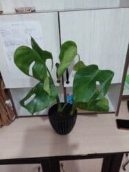 тайские ананасы бишкек: Антуриум гигант 1400с,Азалия-1000с, Антуриум зизу1300с, Кодиум 1000с — 30