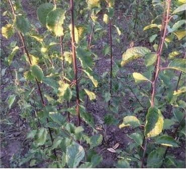 ежемалина саженцы: Саженцы сливы (вероятно, синеплодные сорта венгерского типа) - Тип — 1