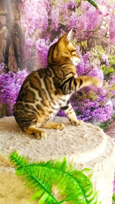 новорожденные котята: Друзья!! Проф питомник Бен Гла Мур Предлагает Шикарных элитных — 19