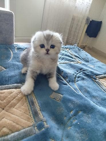 Мышыктар: Шотландский вислоухий котёнок (Scottish Fold) - Окрас: серебристый — 2