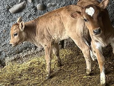 индоутка цыплята: Продаю | Музоо, торпок | Голштин, Айрширская | Для разведения — 8