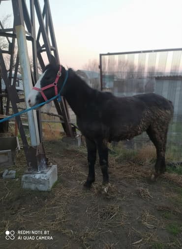 кормовой сабиз: Продаю | Жеребенок | Рабочий — 1