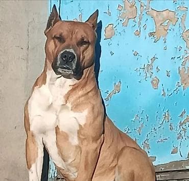 выстрел собак: Вязка: Амстафф, Самец, 5 лет — 2