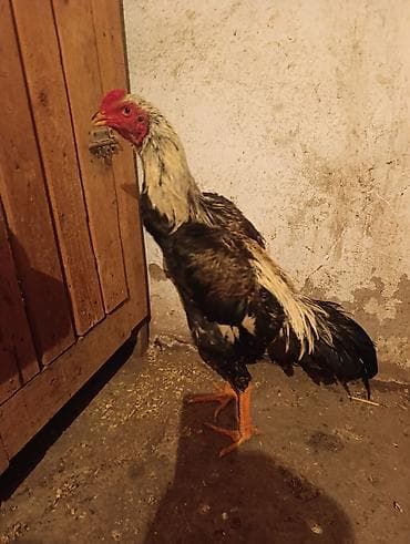 бойцовые цыплята: Продаю | Петух | Бойцовая | Для разведения — 2