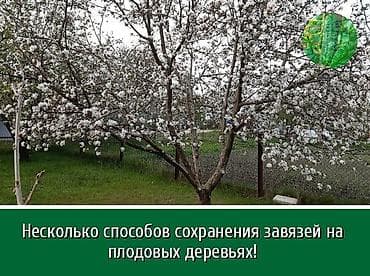 Бак бутайм абрезка кылабыз