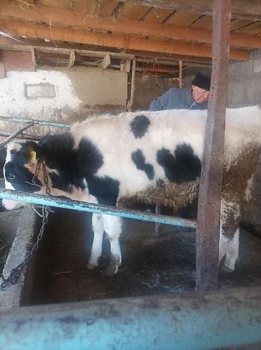 продаю быка на племя: Продаю | Бык (самец) | На откорм | Привязанные — 4