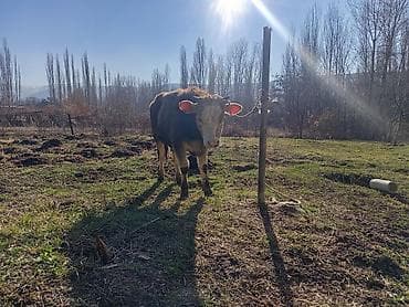 бык бык: Продаю | Бык (самец) | На откорм | Привязанные — 1