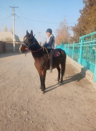 купить собаку доберман в бишкеке: Продаю | Конь (самец) | Кара Жорго — 1