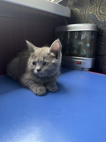 коротколапые котята: Британский короткошёрстный котёнок, окрас сплошной голубой (серый) — 2