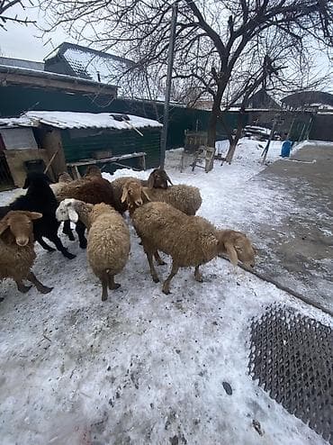 куплю куриные кости: Продаю | Баран (самец) — 7