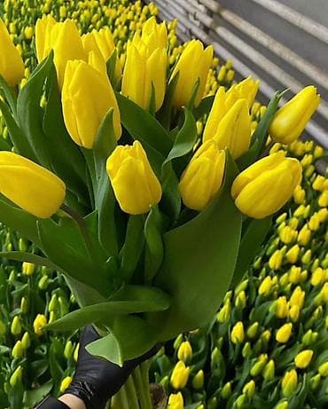 коробка оптом: Открываем бронирование 2026 г.Тюльпаны оптом самые яркие,сочные цвета — 8