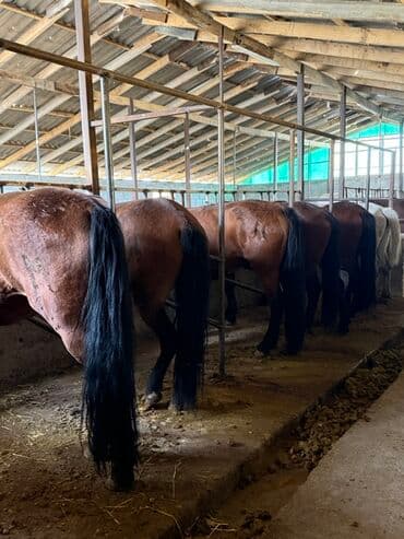 Продаю | Кобыла (самка) | Рабочий