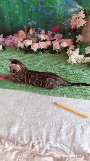 новорожденные котята: Привет друзья. в питомнике Бен Гла Мур есть свободные кото — 17