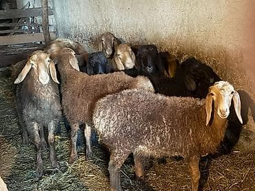 скоро: Продаю | Овца (самка) | Эдильбаевская | Для разведения | Племенные — 2