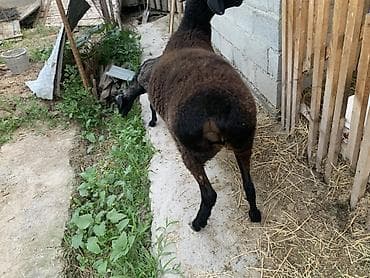 вязка собак: Продаю | Овца (самка) | Для разведения | Матка — 1