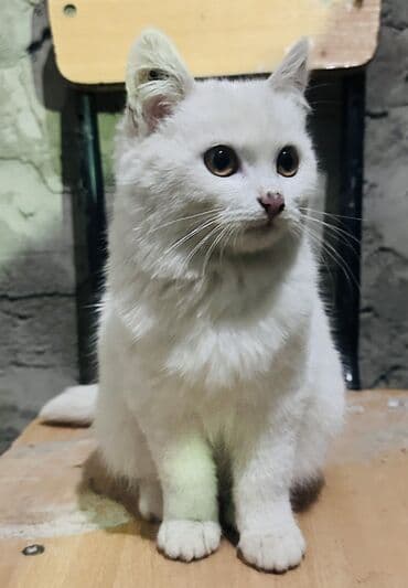 домик туалет для кошек: - Очаровательный котёнок пушистый белый котёнок с янтарными глазами — 6