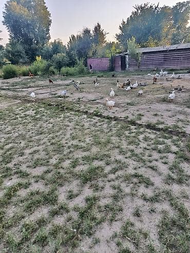 С/х животные и товары: Продается Утки 25 шт цена договорная.Утки и гуси – домашняя птица для — 4