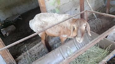 продаю животных: Продаю | Коза (самка) | Для разведения — 3