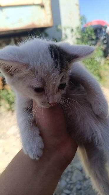 Үй жаныбарлары: Котята, домашние, короткошёрстные. - Окрас: есть полосатые — 3