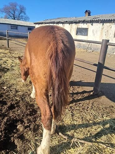 Продаю | Жеребец | Рабочий | Мерин at lalafo.kg Продаю | Жеребец | Рабочий | Мерин