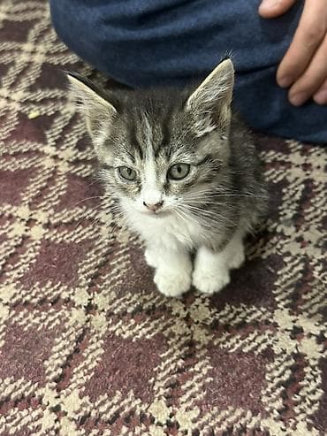 сиямские кошки: Кошка даром: Бурманская, 1 месяц, Девочка, Проглистована — 2