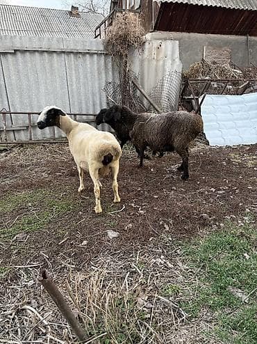 кунан сатам: Сатам | Ургаачы кой (ургаачы) | Көбөйтүү үчүн | Бооз, Ургаачы, Токту — 5