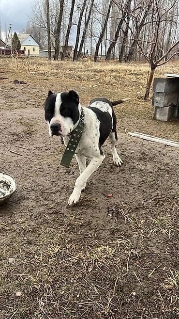 цыплята кант: Питбуль, 2 года, Самец, С прививкой — 6