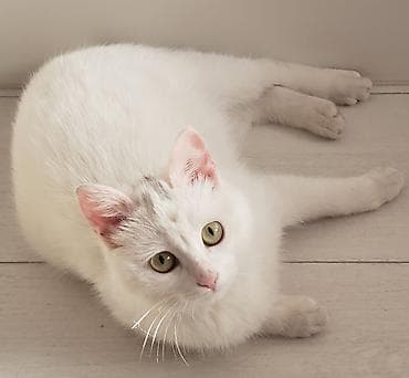 Кто потерял кошечку-подростка на К.Акиева - Фрунзе