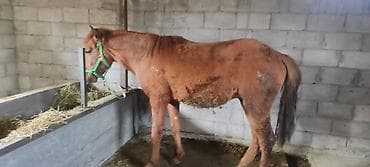 голуби животное: Продаю | Жеребенок | Рабочий — 1