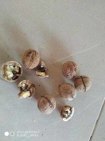 Срочно!!! Продаю грецкие орехи цена за килограмм:150 сом внутри at lalafo.kg Срочно!!! Продаю грецкие орехи цена за килограмм:150 сом внутри