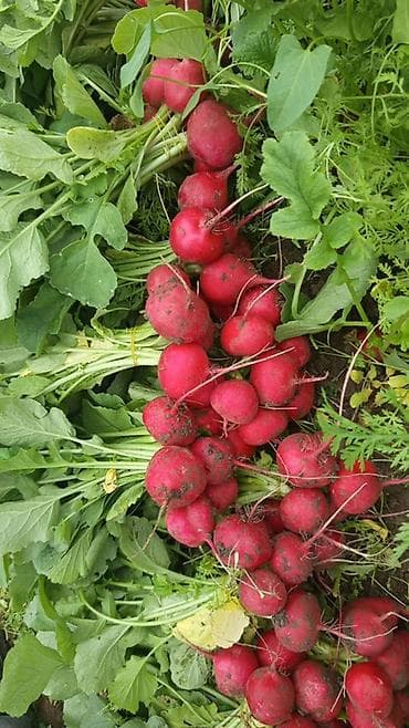 пошив тент: Бригада рабочих на полевые и сельхоз работы Мы Дружная команда из 25 — 5