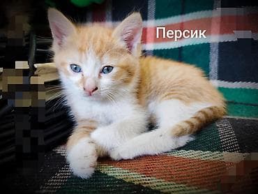 Мышыктар: Мышык бекер берилет: Породасыз, Ургаачы, Лотокко барууга үйрөтүлгөн — 3