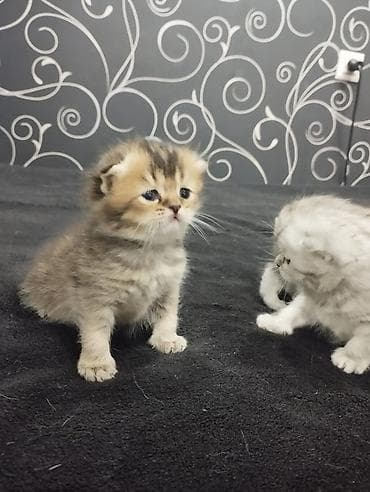 сколько стоит тайская кошка: Открыта бронь на плюшевых шотландских котят (скоттиш-фолд и страйт) — 4