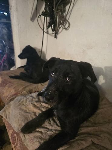 Ит бекер берилет: Жөнөкөй ит, 6 айлык, Ургаачы, Эмделген — 7