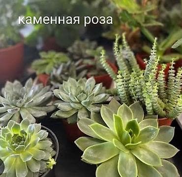 соги цена: Продаю фейхоа 10 лет за 9000с. Розмарин, майоран, лаванда, шалфей — 9