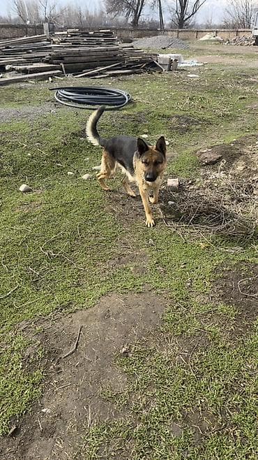 Үй жаныбарлары: Немецкая овчарка, классический окрас Кабель полтора года,крепкий — 3